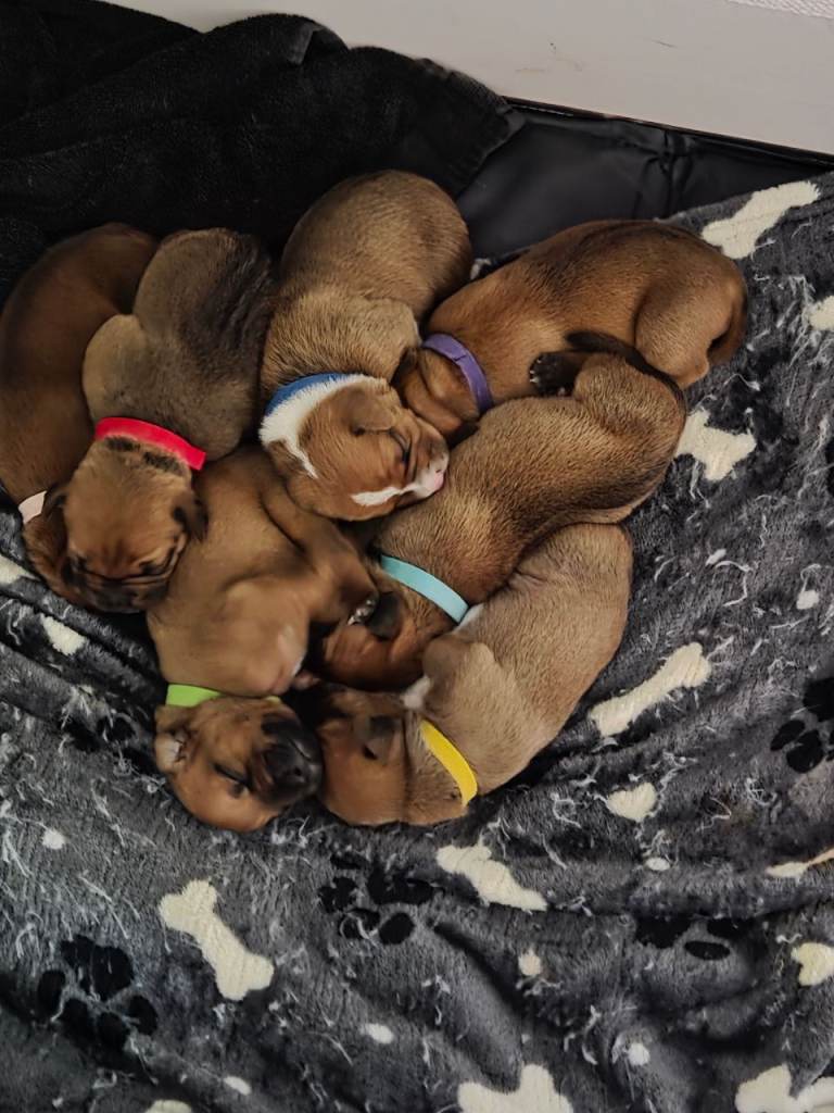 Staffy pups.