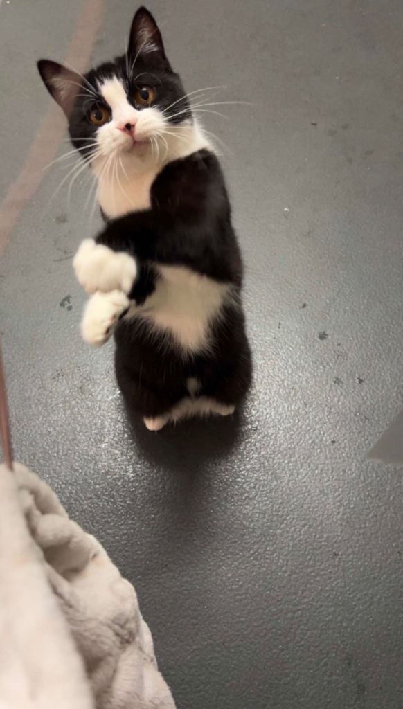 Cat and a kitten desperate rehoming (read description)
