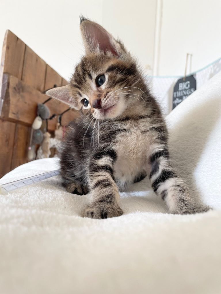 Maine Coon x Kittens Lynx Tabby boy XXL!!! 