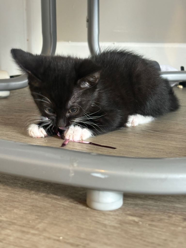 Kitten for sale 