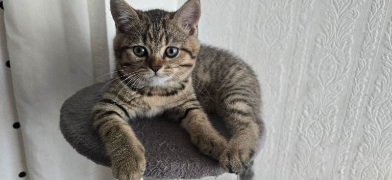Ready for a new 🏡❤️Beautiful British kittens