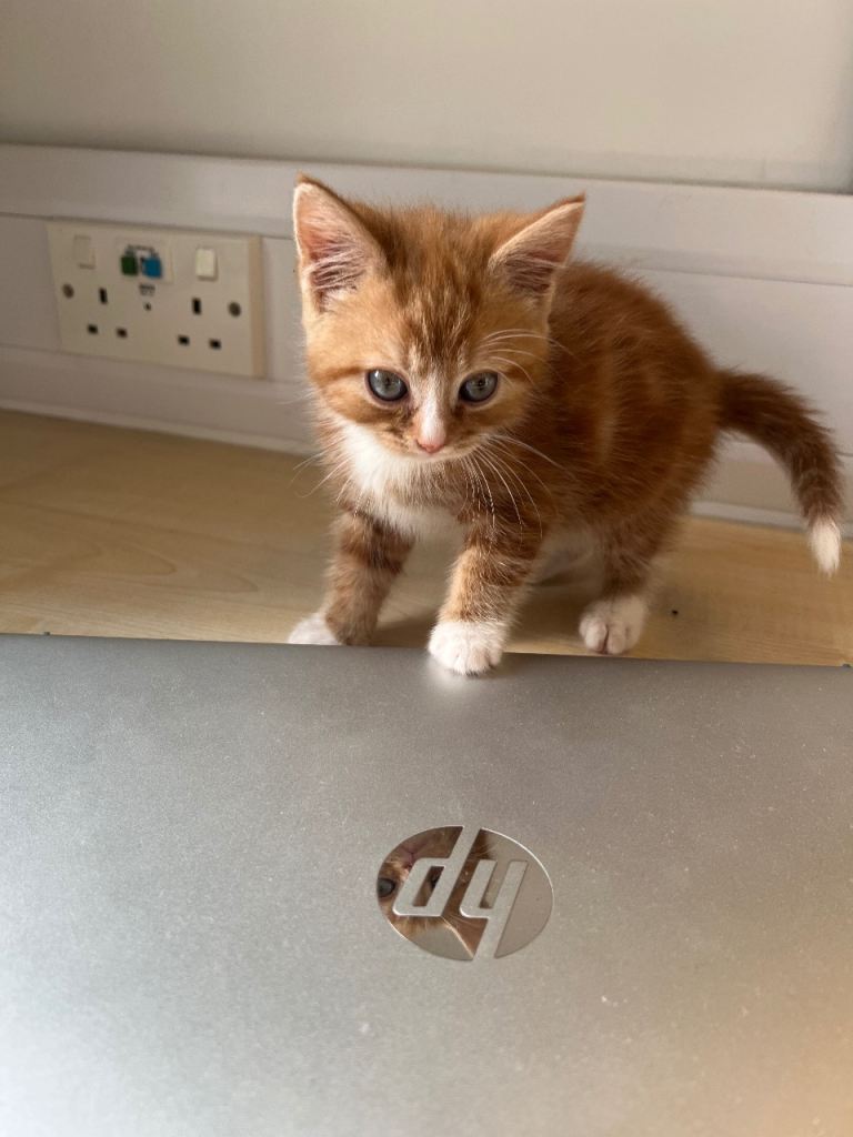Kitten for sale