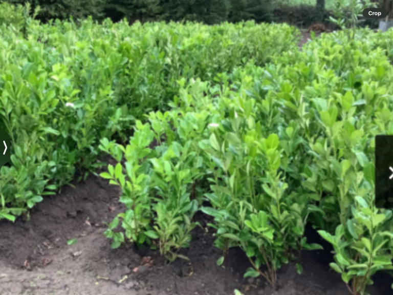 LAUREL HEDGING PLANTS.   4.5 ft.  £12-00