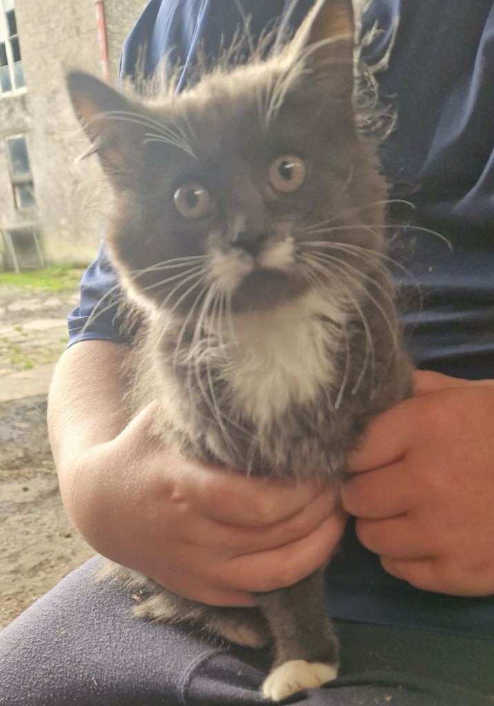 Farm Kittens Ready for a New Home