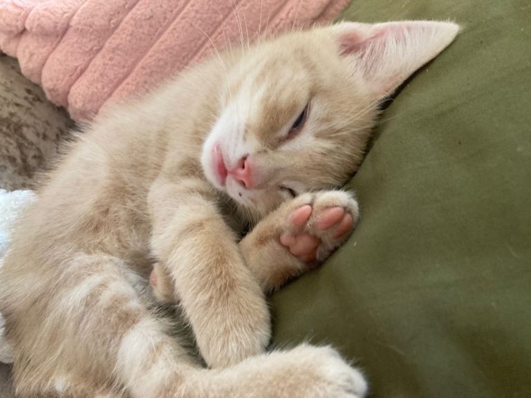 Kittens for sale