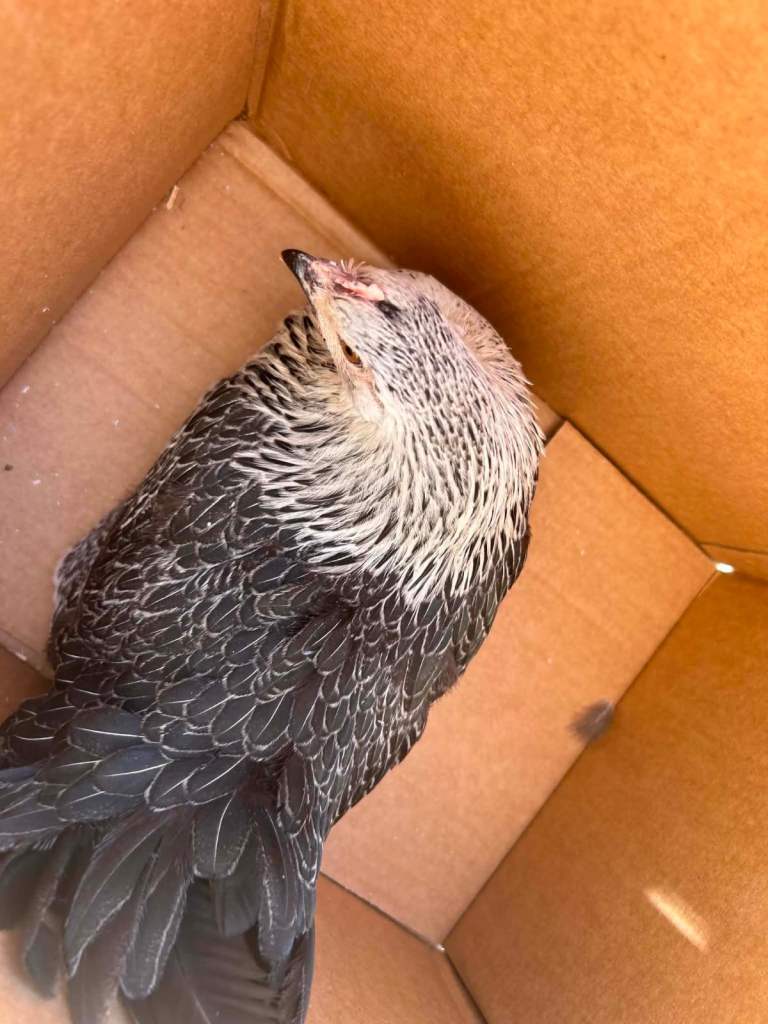 3 laying chickens and pen