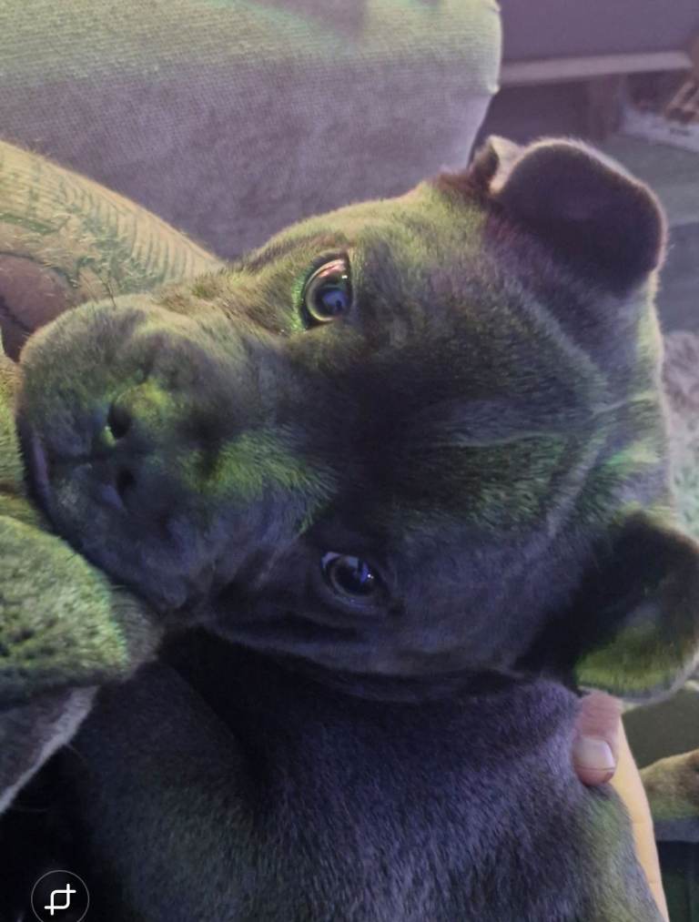 One year old puppy