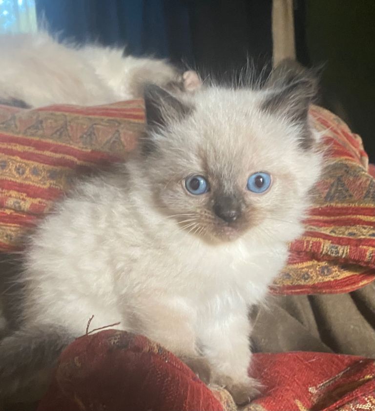 Seal Point and Tortie Point Birman Kittens 