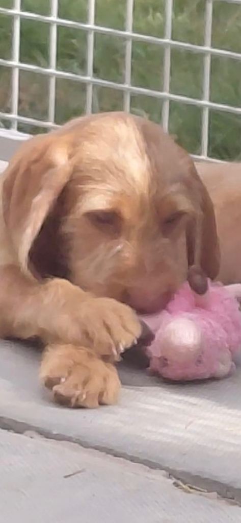 Ready now beautiful Hungarian Wirehaired Vizsla pups 