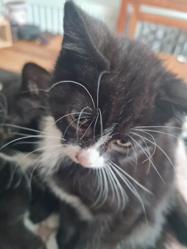 Kittens