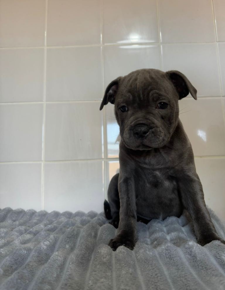 GRAND CHAMPION BLUE STAFFORDSHIRE BULL TERRIER PUPS