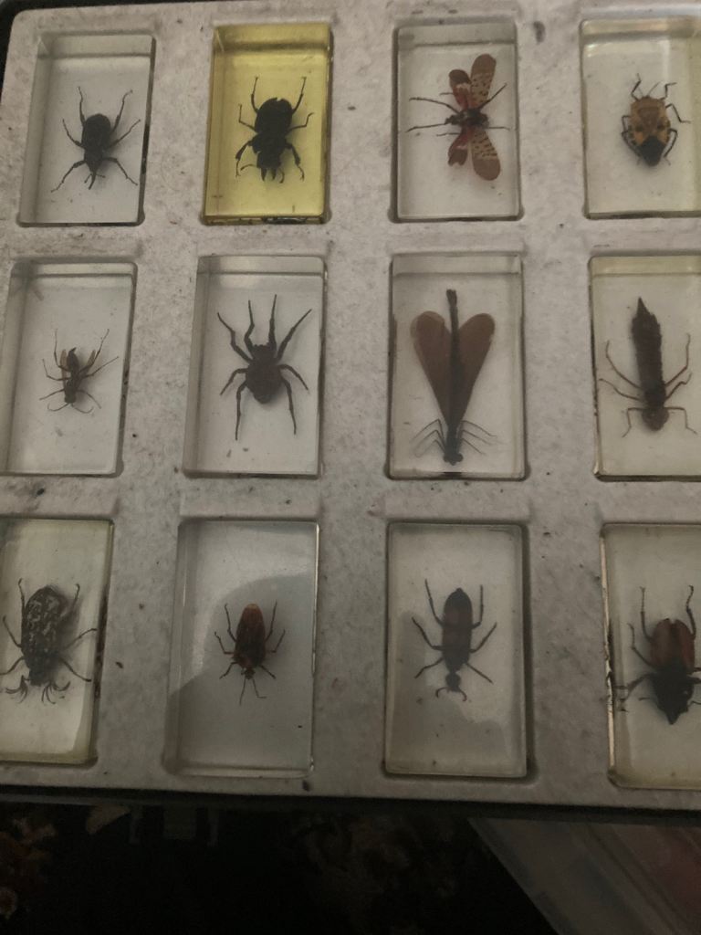 2 cases of spiders scorpions Beatles in amber