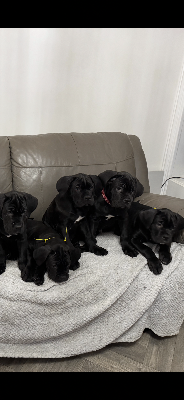 Cane Corso puppies