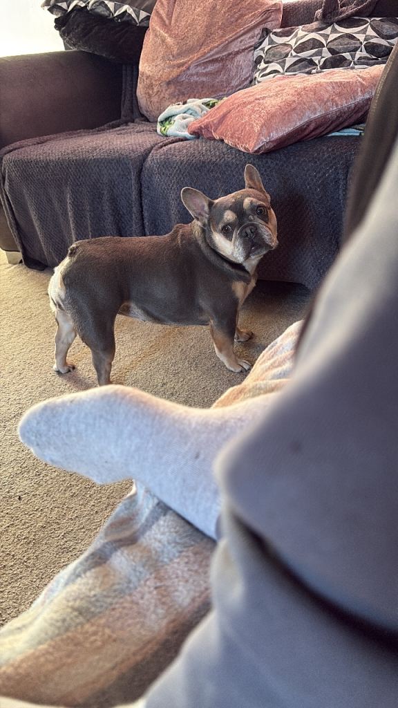 French bulldog 