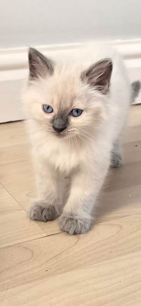Gorgeous Pure Ragdoll Kittens...READY TO LEAVE NOW !