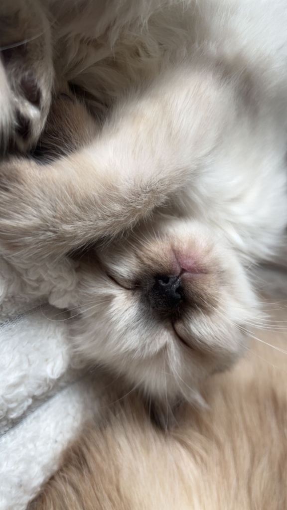 1 kitten for sale 