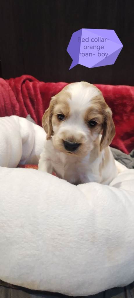 Stunning Kc reg cocker spaniel pups for sale - golden and orange roan