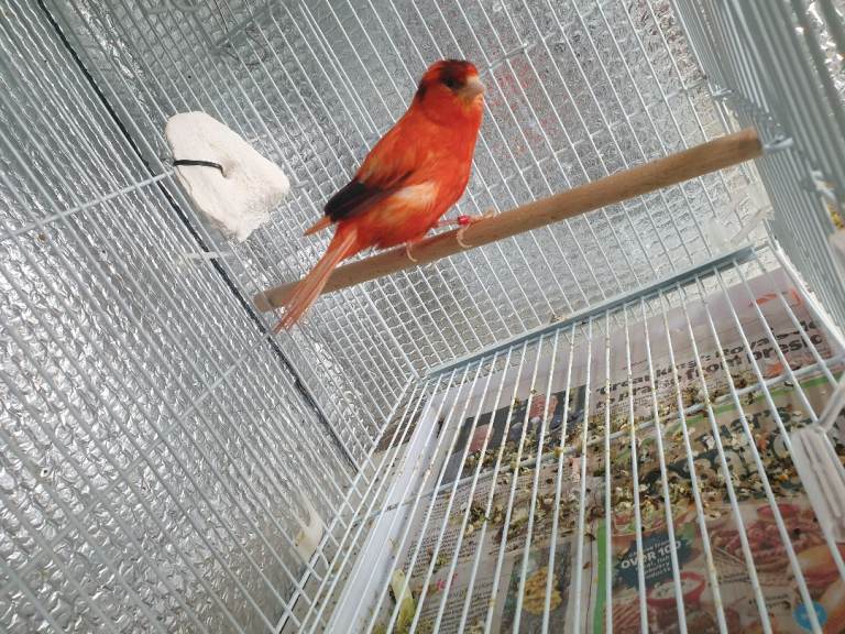 Canary 