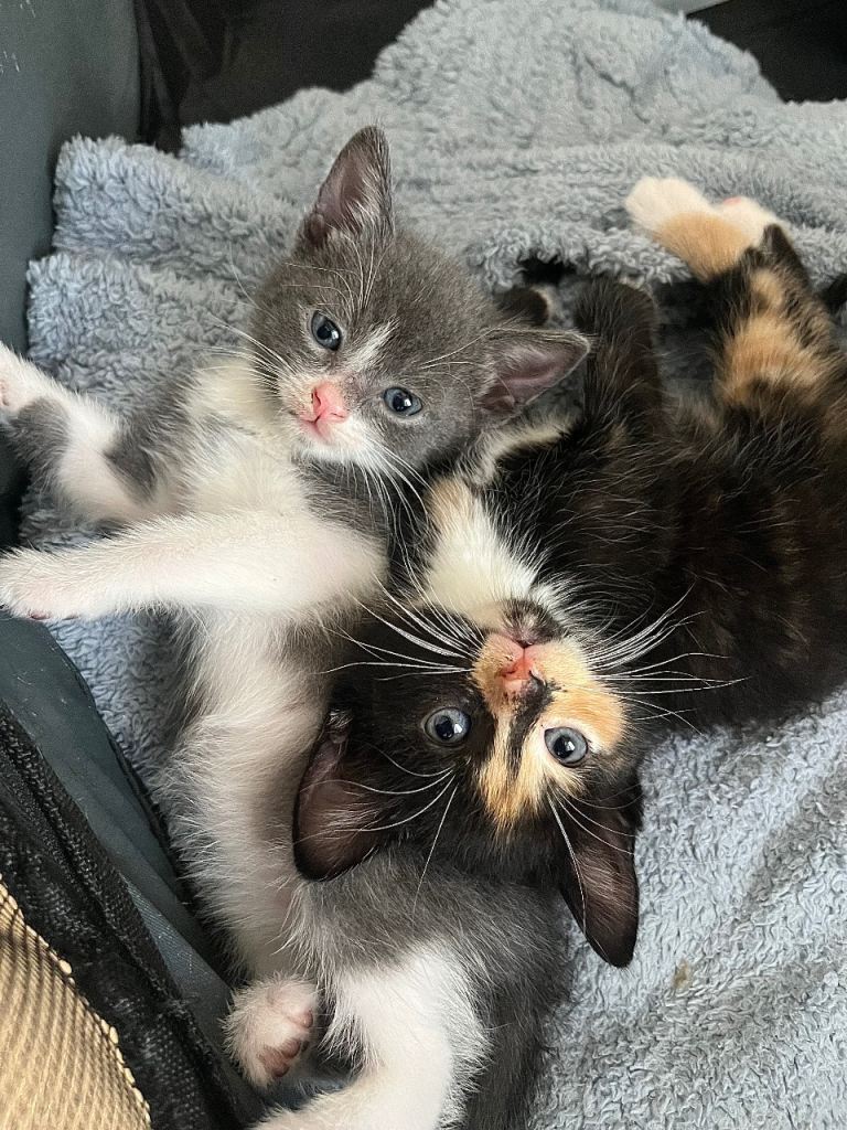 russian blue x kittens 