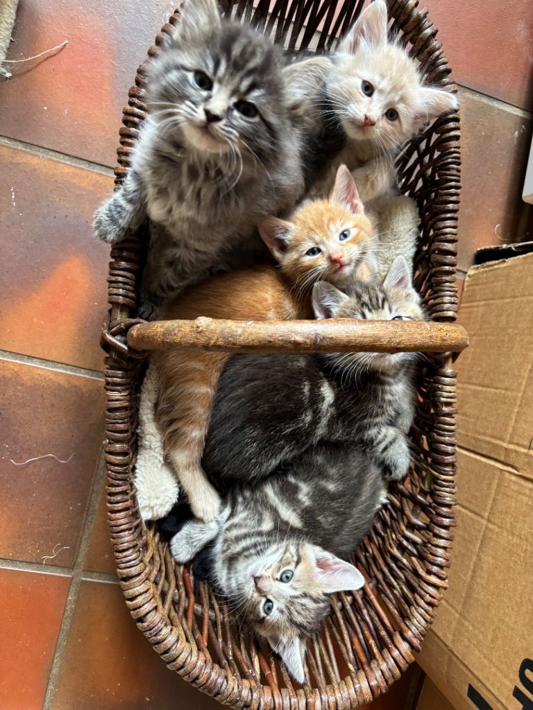 Lovely Kittens