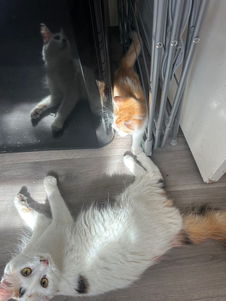 Two gorgeous marmalade kittens 