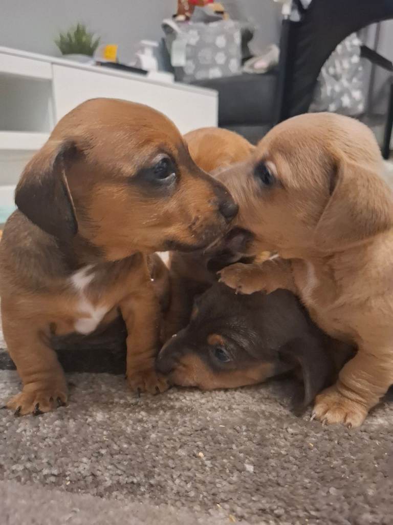 Miniature Dachshund Cross dachshund Jack Russell Puppies 