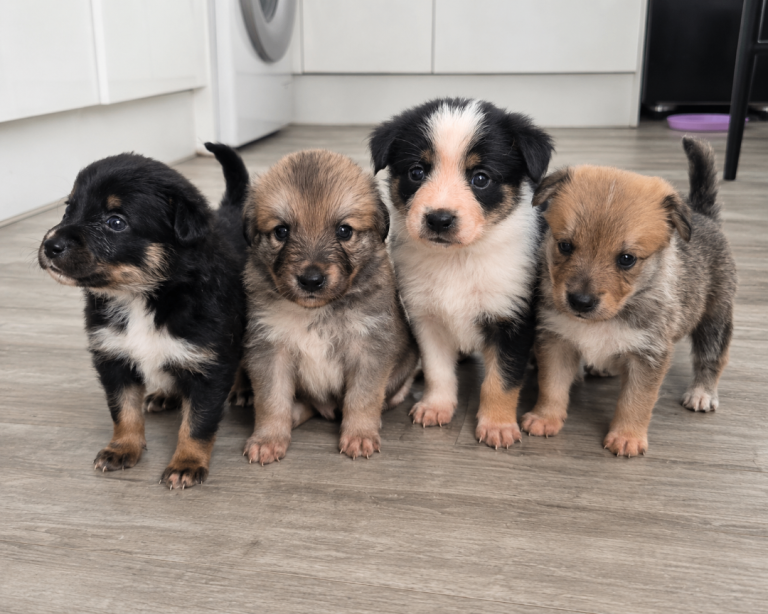 Gorgeous Border Collie Cross Puppies