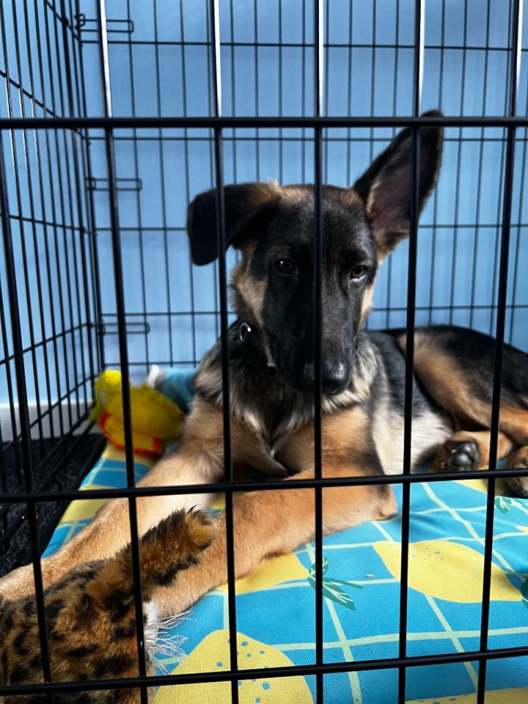 German Shepherd 6 months