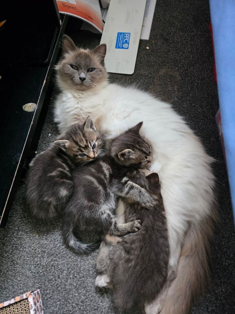 Ragdoll x kittens for sale 