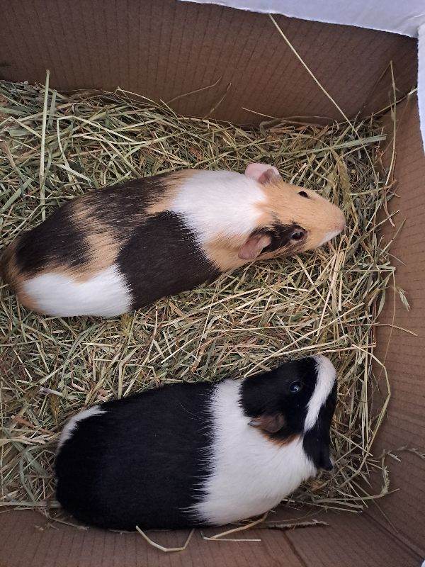 Gorgeous guinea pigs looking for their new forever homes 