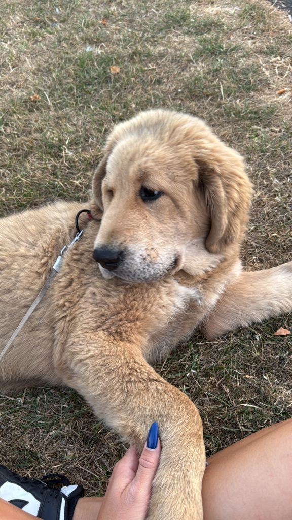 Tibetan mastiff puppy 