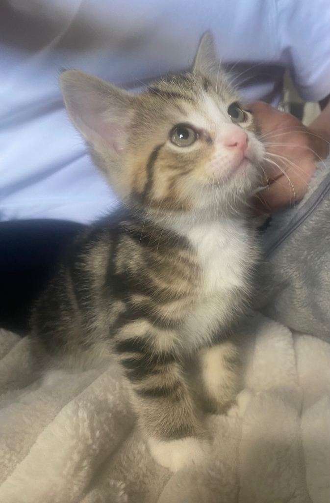 1 tabby boy kitten 