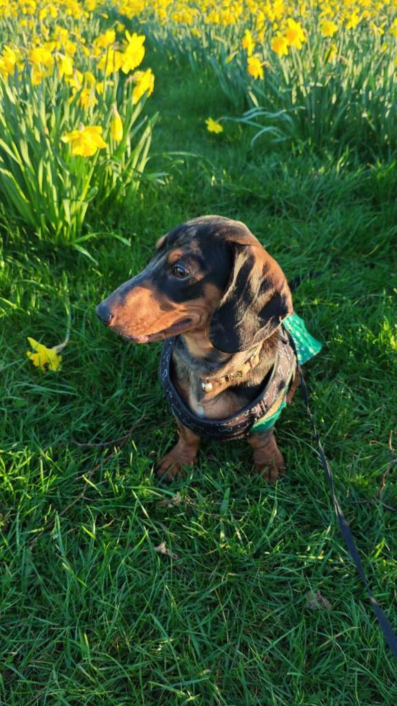 Dachshund Dog 