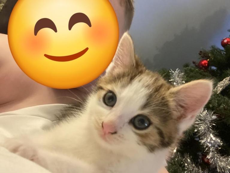 Kitten ready for new home