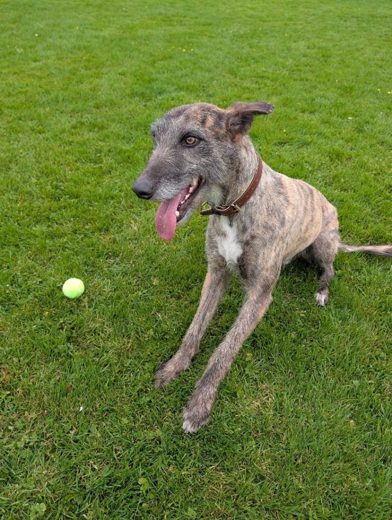 Lurcher dog 3 years old