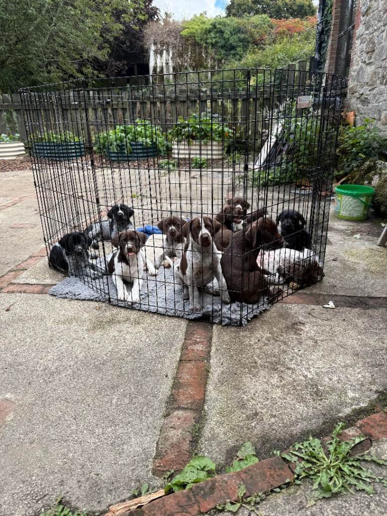 5 GWP X WEIMSKY PUPPIES READY TO GO