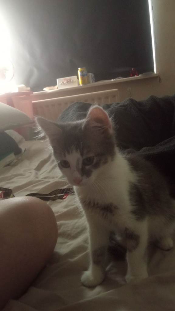 Kitten grey and white 
