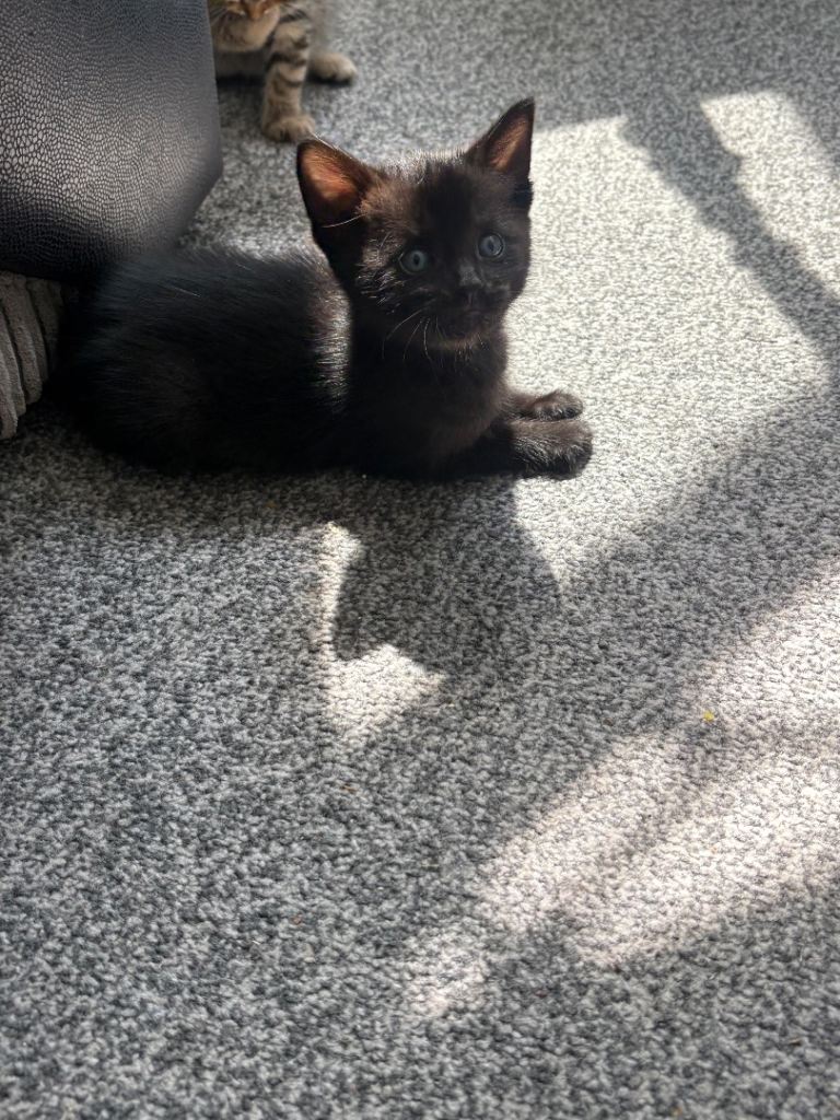 1 Black kitten for sale