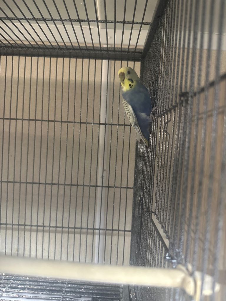Pair of 1-Year-Old Budgies