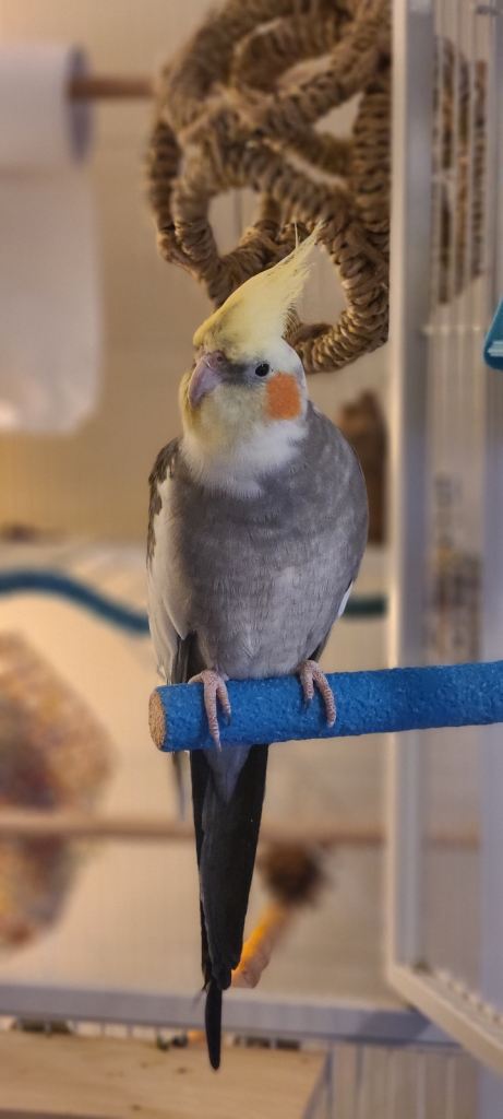Handsome cockatiel and set up for sale