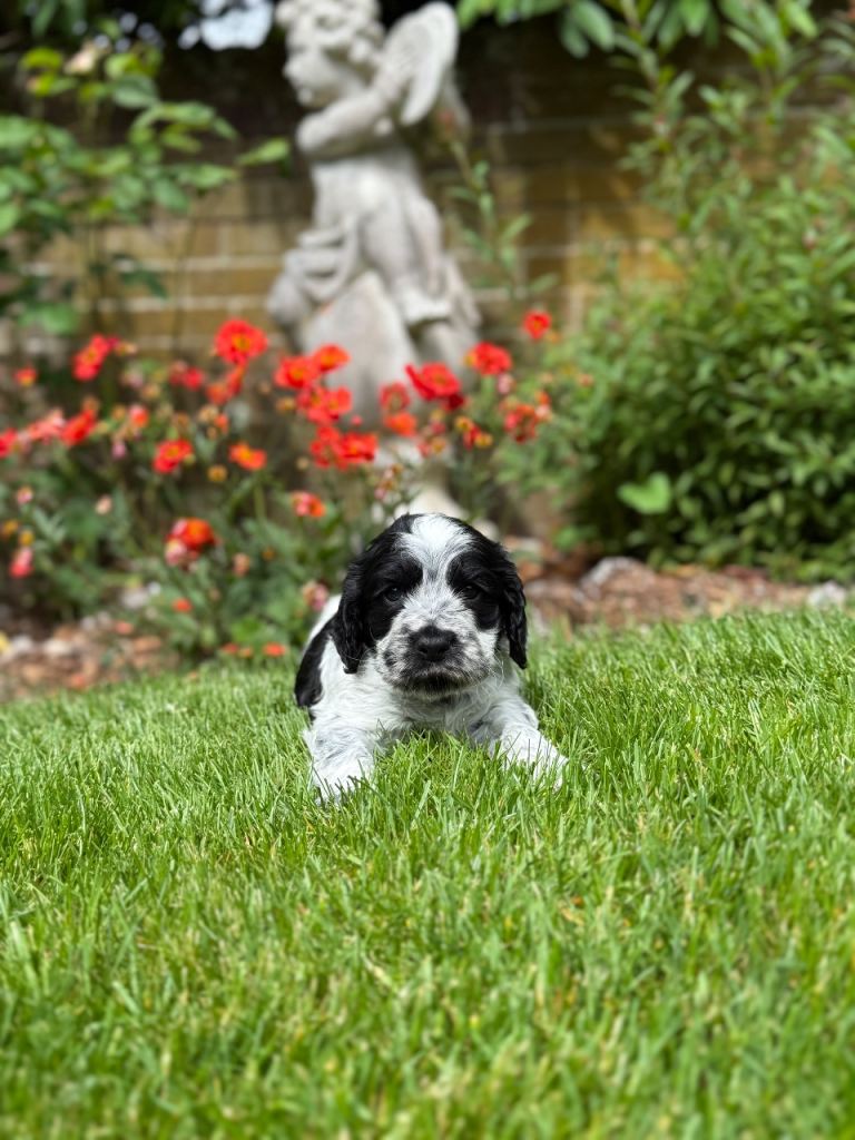 Royal cocker spaniel puppy’s 