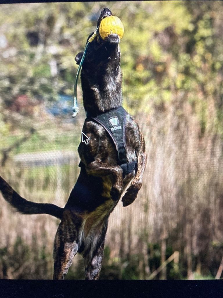 Dog Harness and Collar Made By K9 STORM CANADA