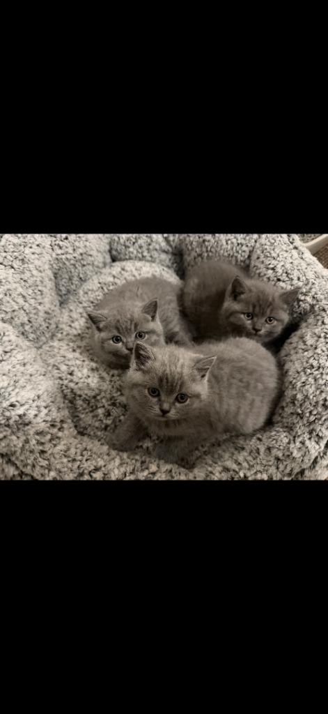 British Short Hair Kittens