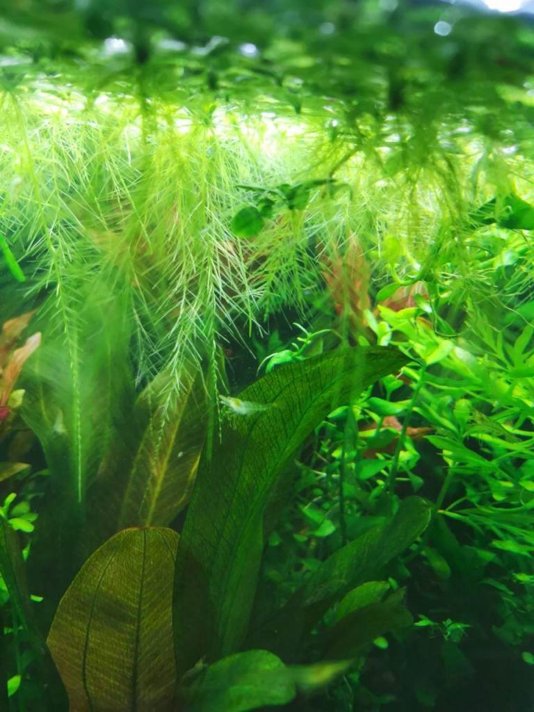 Aquarium / fish tank Water Lettuce plants