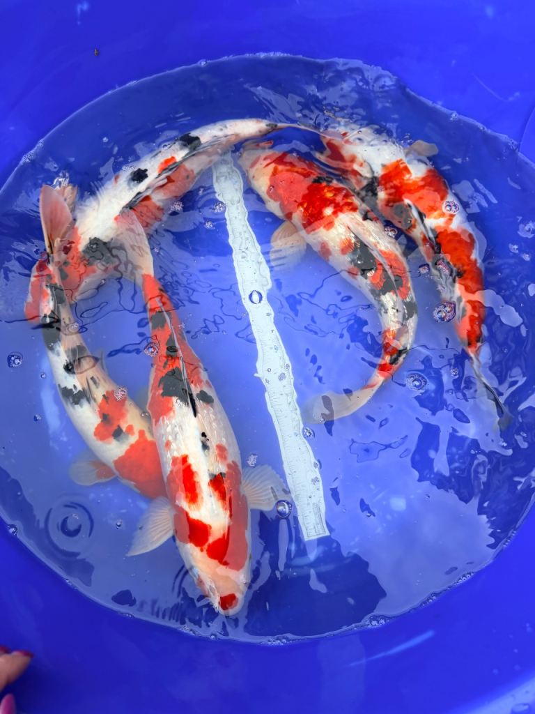 Premium koi 