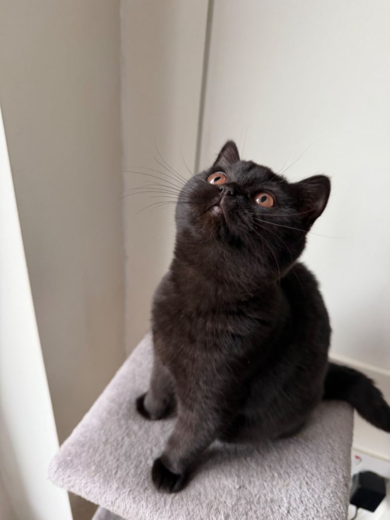 ONLY 1 LEFT- BSH DARK CHOCOLATE KITTEN 