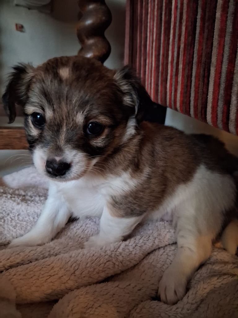 Lhasa x yorkie