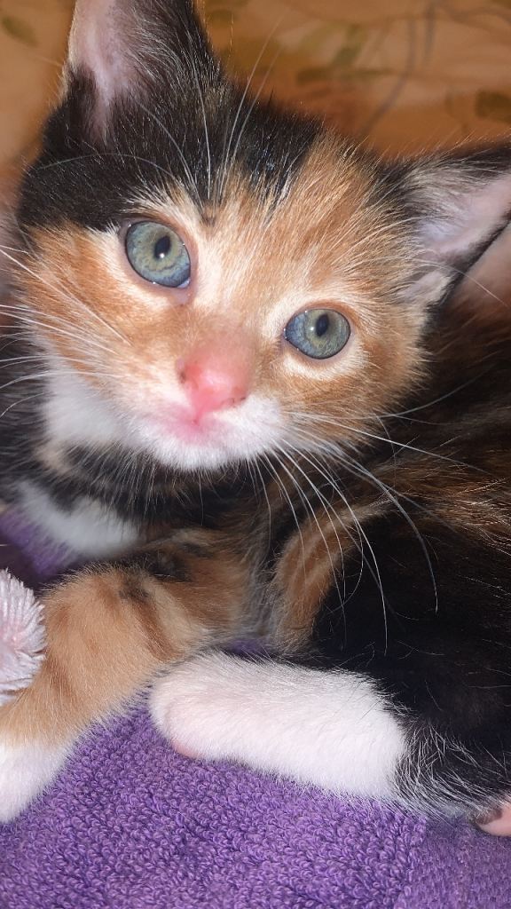 Brighton beautiful kittens no more enquiries please. 