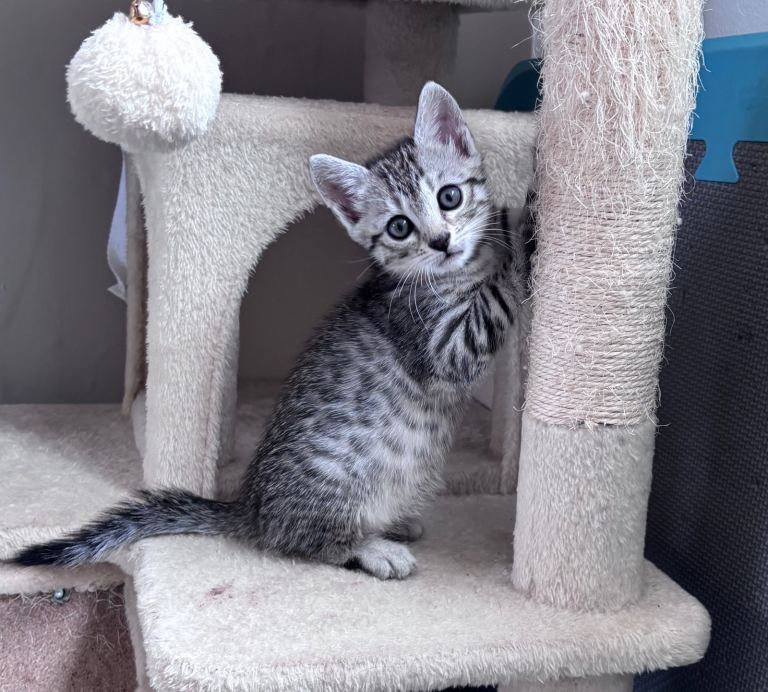 Bengal mix kitten - female 
