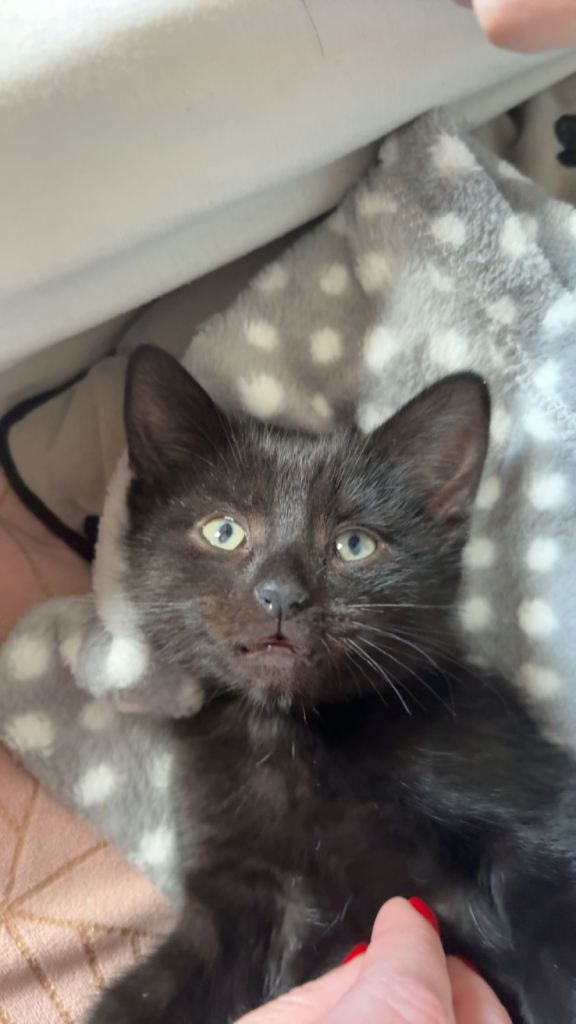 black kitten